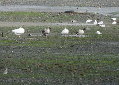 Chroicocephalus maculipennis