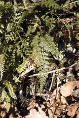 Asplenium fontanum fontanum