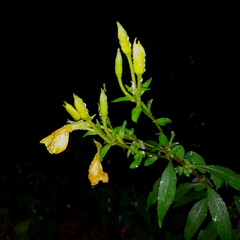 Oenothera nutans