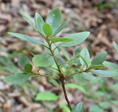 Rhododendron sichotense