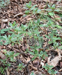 Rhododendron sichotense