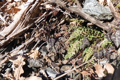 Asplenium fontanum fontanum