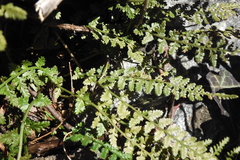 Asplenium fontanum fontanum