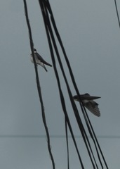 Tachycineta leucopyga