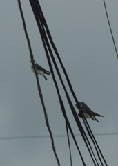 Tachycineta leucopyga