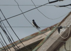 Tachycineta leucopyga