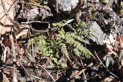 Asplenium fontanum fontanum