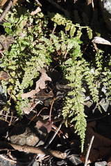 Asplenium fontanum fontanum