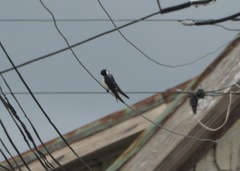 Tachycineta leucopyga