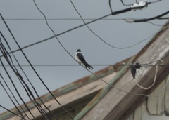 Tachycineta leucopyga