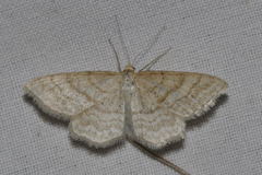 Idaea macilentaria