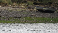 Chroicocephalus maculipennis