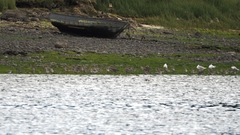 Chroicocephalus maculipennis