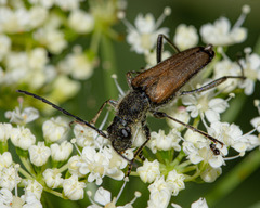 Trigonarthris subpubescens