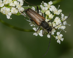 Trigonarthris subpubescens