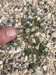 Linanthus maculatus