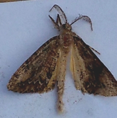 Pseudocoremia suavis