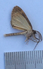 Pseudocoremia suavis