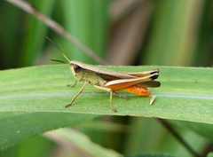 Amblytropidia robusta