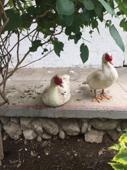 Cairina moschata domestica