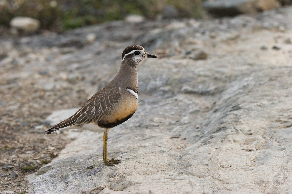 Eurasian Dotterel from Tunturi Lapland, Finland on July 06, 2007 at 11: ...
