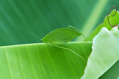 Phylloptera fosteri