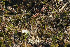 Colias tyche werdandi