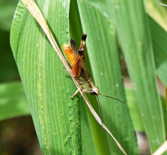 Amblytropidia robusta