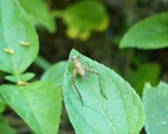 Eneopterinae