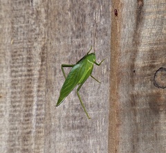 Microcentrum marginatum