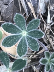 Lupinus huachucanus