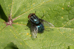 Compsomyiops callipes