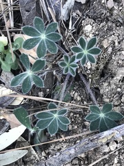 Lupinus huachucanus