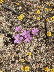 Linanthus bernardinus