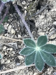 Lupinus huachucanus