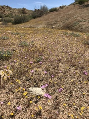 Linanthus bernardinus