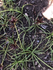 Cyperus rupestris