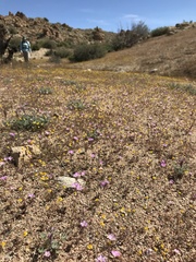 Linanthus bernardinus