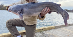 Blue Catfish photo 3