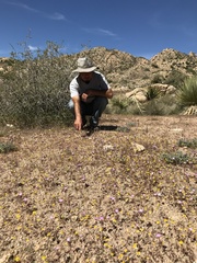 Linanthus bernardinus