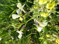 Raphanus raphanistrum