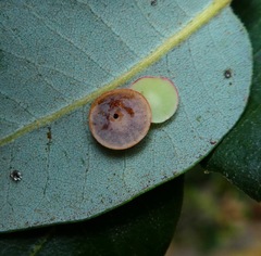 Paracraspis guadaloupensis