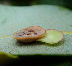 Paracraspis guadaloupensis