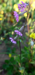 Silene colorata