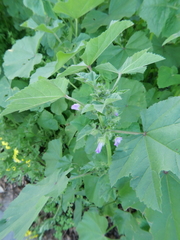 Malva nicaeensis