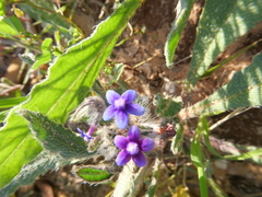 Anchusa aggregata