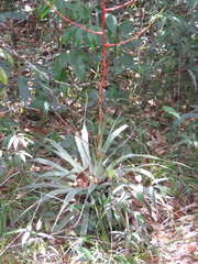 Tillandsia adpressiflora