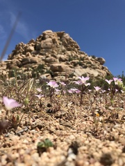 Linanthus bernardinus