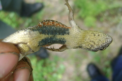 Sceloporus unicanthalis