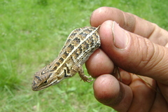 Sceloporus unicanthalis